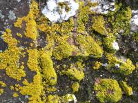 liquen sobre façana liquen sobre façana